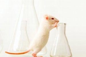 labmouse