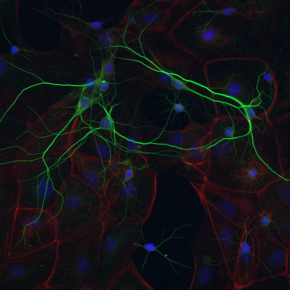 Oddelenie-neurobiologie