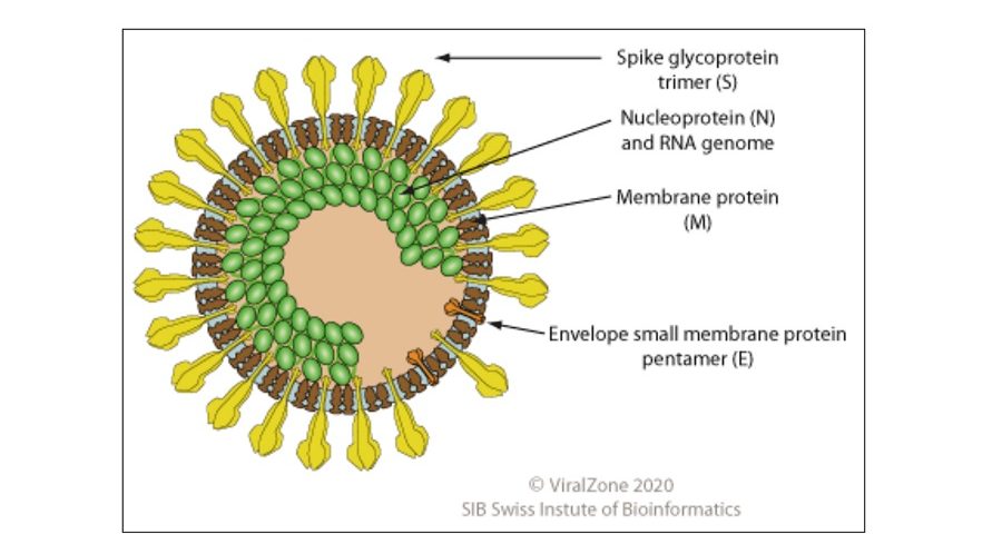 Schematická ilustrácia vírusových častíc koronavírusu.