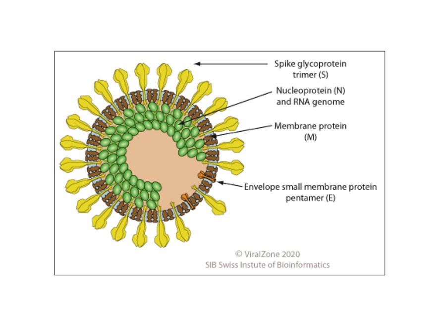 Schematická ilustrácia vírusových častíc koronavírusu.