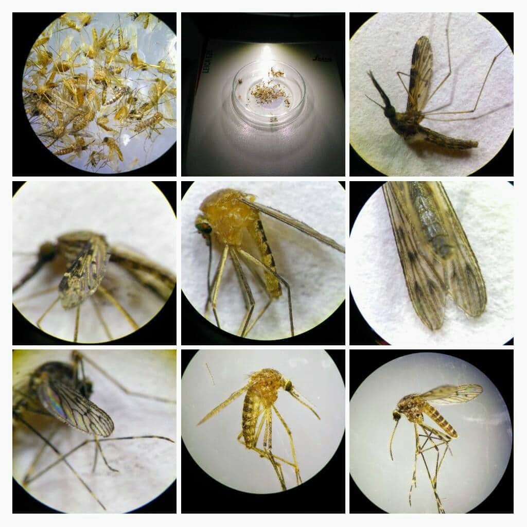 viaceré zobrazenia komárov pod mikroskopom