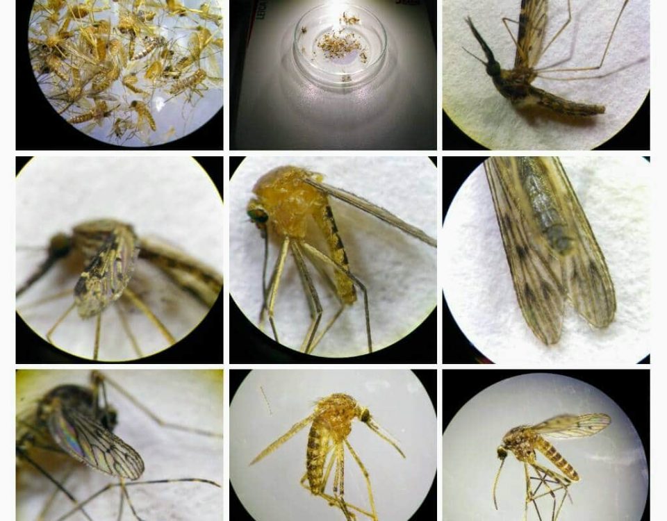 viaceré zobrazenia komárov pod mikroskopom