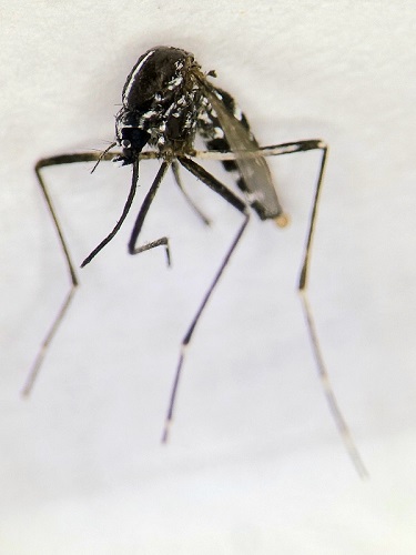 komár / mosquito Aedes albopictus