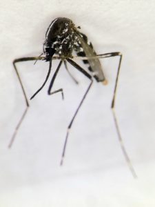 komár Aedes albopictus