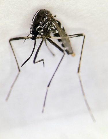 komár / mosquito Aedes albopictus