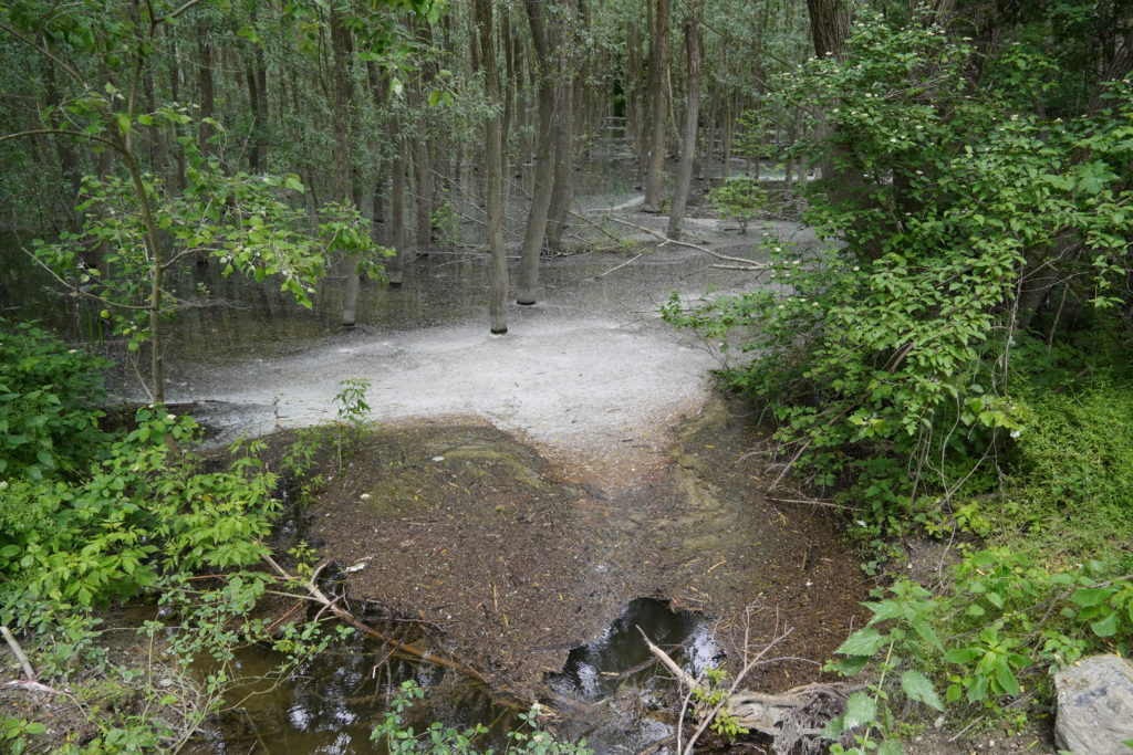 Visit of the Danube flood plains.