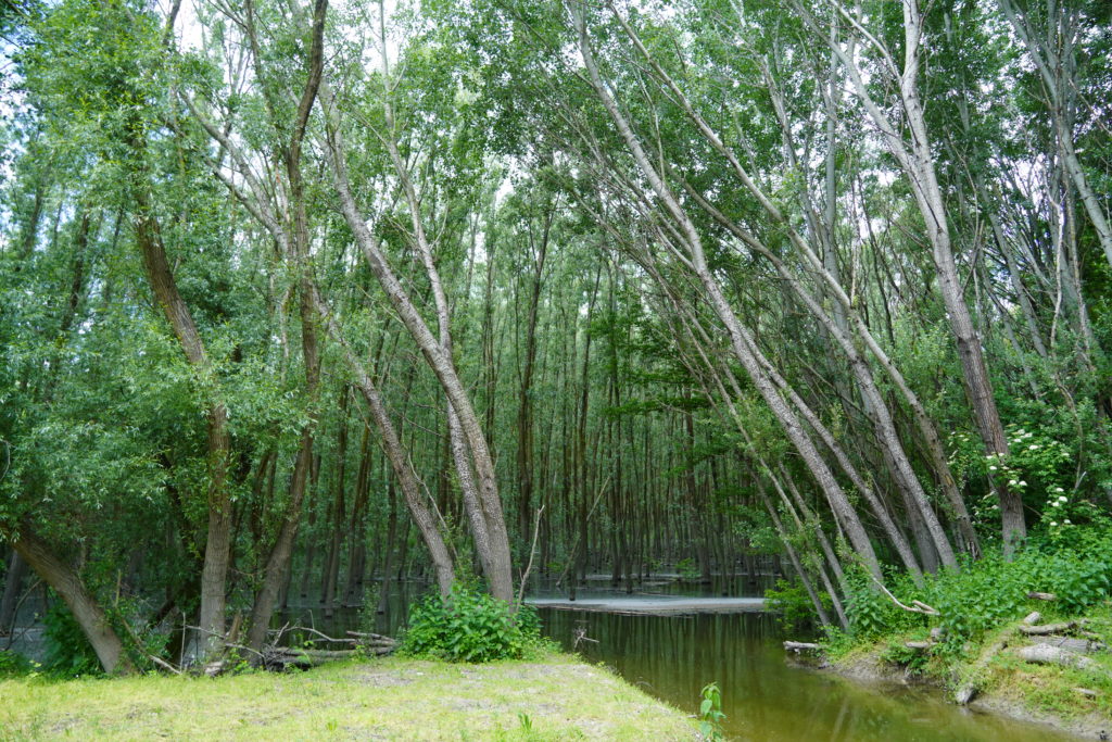 Visit of the Danube flood plains.