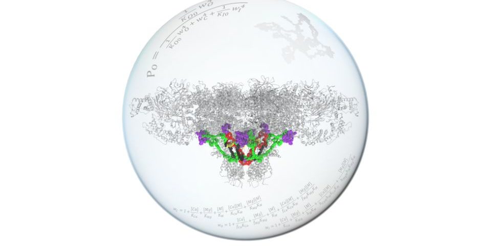 The figure shows a model of the molecular structure of the ryanodine receptor with allosteric pathways highlighted in color that connect the ion binding sites to the gates that open the channel.
