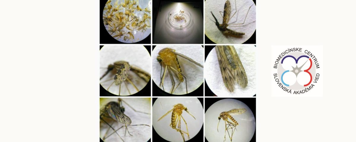 viaceré zobrazenia komárov pod mikroskopom