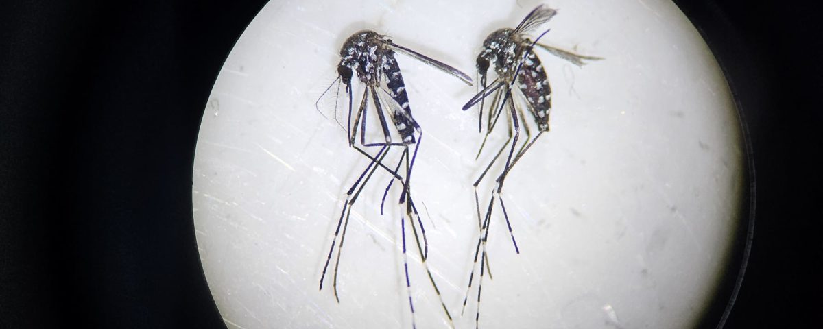 Tiger mosquitoes under the microscope.