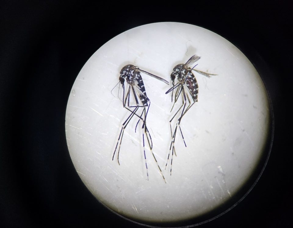 Tiger mosquitoes under the microscope.
